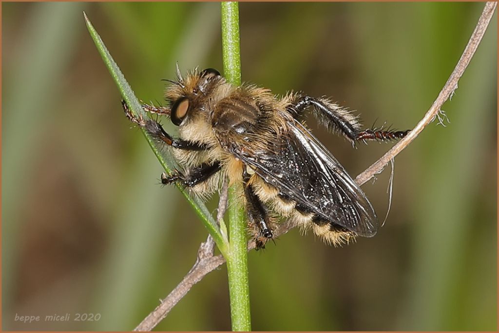 Pycnopogon sp. ?